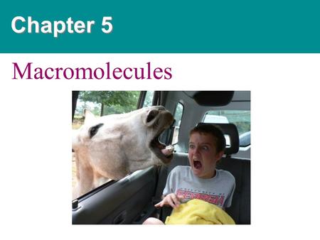 Chapter 5 Macromolecules.