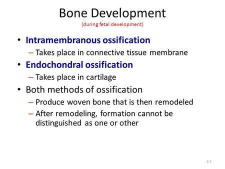 Bone Development (during fetal development)
