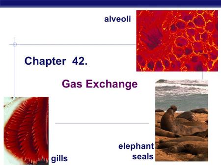 Alveoli Chapter 42. Gas Exchange elephant seals gills 2005-2006.