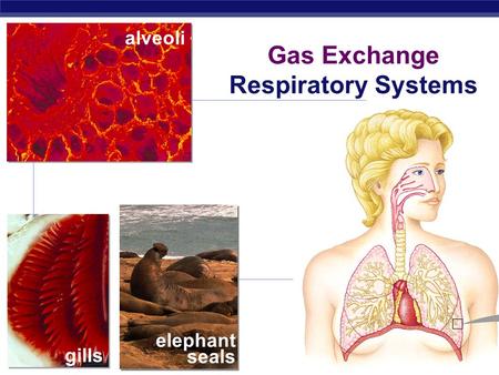 Gas Exchange Respiratory Systems