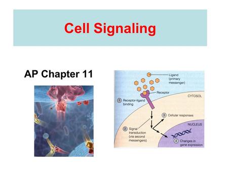 Cell Signaling AP Chapter 11.