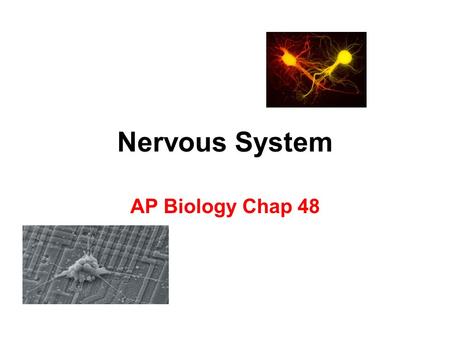 Nervous System AP Biology Chap 48.