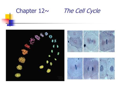 Chapter 12~ The Cell Cycle