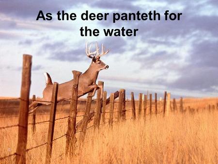 As the deer panteth for the water