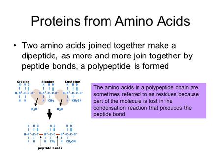 Proteins from Amino Acids