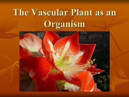 The Vascular Plant as an Organism. Metabolic Processes 1. Photosynthesis (in chloroplasts) 6CO 2 + 6H 2 O light C 6 H 12 O 6 + 6O 2 2. Cellular Respiration.