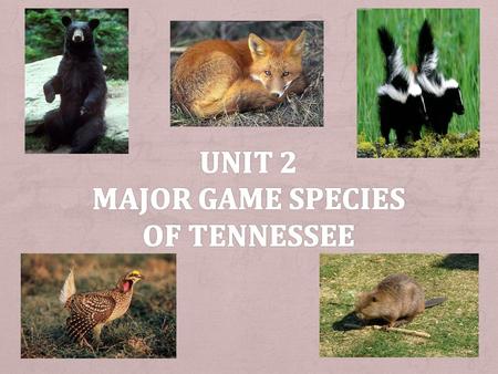 + List major wildlife game species of Tennessee. + Identify the major game species via photos.