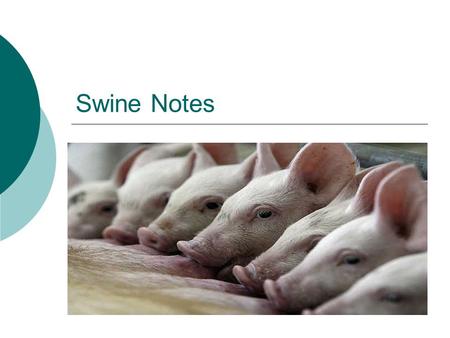 Swine Notes.
