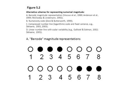 Alternative schemes for representing numerical magnitude: A. Barcode magnitude representation (Viscuso et al., 1989; Anderson et al., 1994; McCloskey &