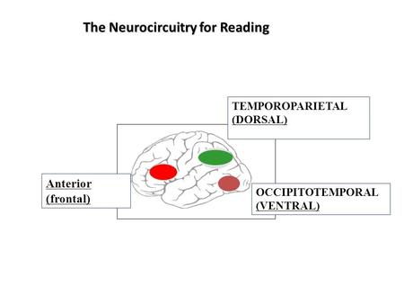 The Neurocircuitry for Reading