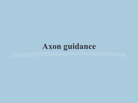 Axon guidance.