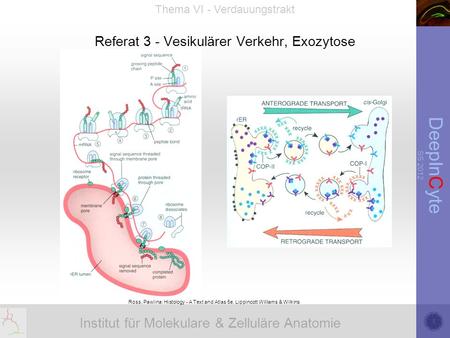 Institut für Molekulare & Zelluläre Anatomie DeepInCyte SS 2012 Thema VI - Verdauungstrakt Referat 3 - Vesikulärer Verkehr, Exozytose Ross, Pawlina: Histology.