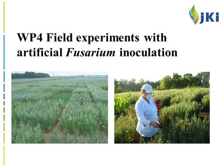 WP4 Field experiments with artificial Fusarium inoculation.