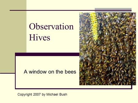 Observation Hives A window on the bees Copyright 2007 by Michael Bush.