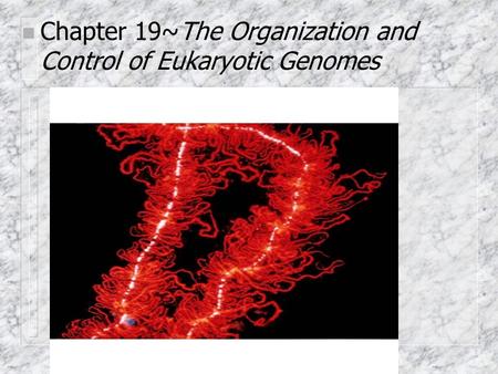 Chapter 19~The Organization and Control of Eukaryotic Genomes