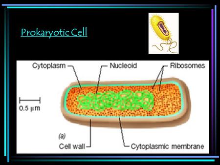 Prokaryotic Cell.