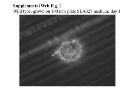 Supplemental Web Fig. 1 Wild type, grown on 100 mm plate SLAS27 medium, day 1.