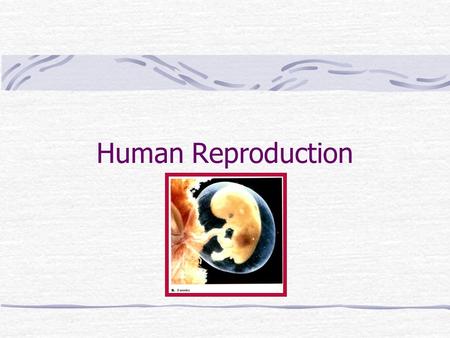 Human Reproduction.