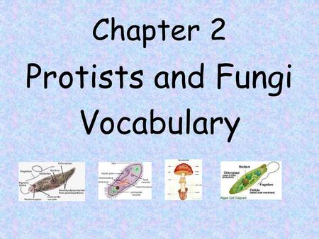 Chapter 2 Protists and Fungi Vocabulary.