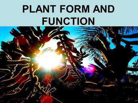 PLANT FORM AND FUNCTION