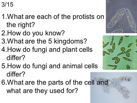 What are each of the protists on the right? How do you know?