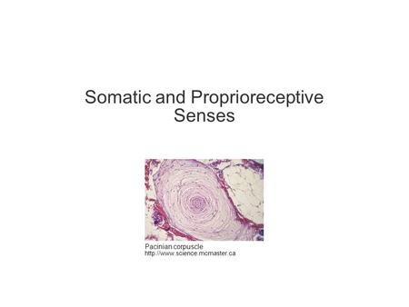Somatic and Proprioreceptive Senses