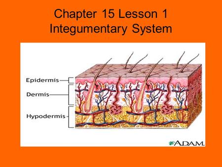 Chapter 15 Lesson 1 Integumentary System
