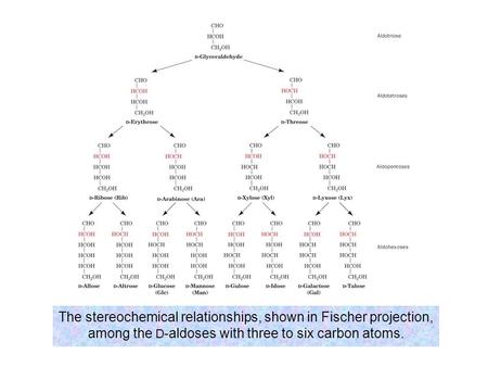 The stereochemical relationships, shown in Fischer projection, among the D-aldoses with three to six carbon atoms.