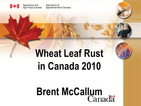 Wheat Leaf Rust in Canada 2010 Brent McCallum. 2 Wheat Leaf Rust in Canada 2010 Wheat leaf rust, caused by Puccinia triticina, was first observed on spring.