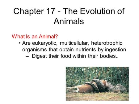 Chapter 17 - The Evolution of Animals