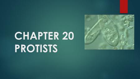 CHAPTER 20 PROTISTS.