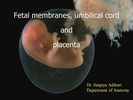 Fetal membranes, umbilical cord and placenta Dr. Sanjaya Adikari Department of Anatomy.