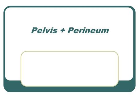 Pelvis + Perineum.