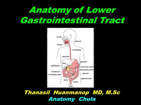 Anatomy of Lower Gastrointestinal Tract Thanasil Huanmanop MD, M.Sc Anatomy Chula.