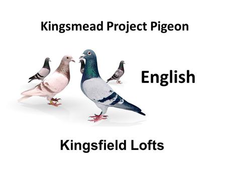 Kingsmead Project Pigeon Kingsfield Lofts English.