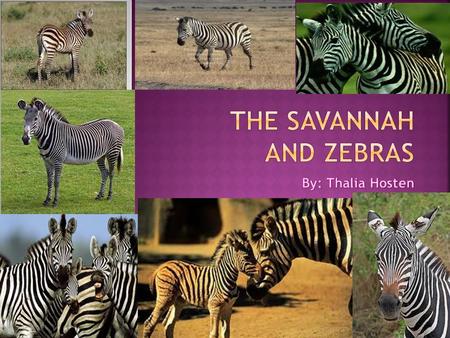  A zebra is a horse like creature with White- and –Black stripes. Each zebra has a different striped pattern. Just like the pattern of snowflakes and.