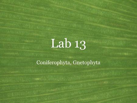 Coniferophyta, Gnetophyta