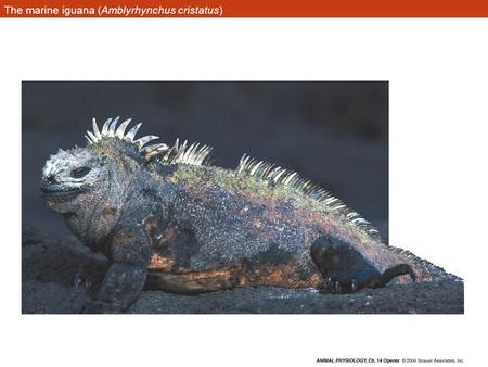 The marine iguana (Amblyrhynchus cristatus)
