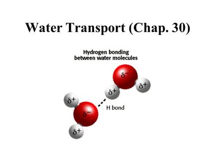 Water Transport (Chap. 30). Transpiration (Overview) evaporation of water that occurs mainly at leaves while stomata are open for the passage of CO 2.