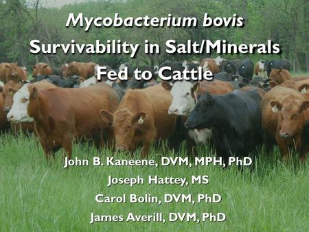 Mycobacterium bovis Survivability in Salt/Minerals Fed to Cattle John B. Kaneene, DVM, MPH, PhD Joseph Hattey, MS Carol Bolin, DVM, PhD James Averill,