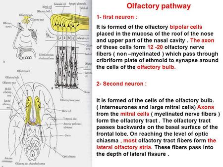 Olfactory pathway 1- first neuron :