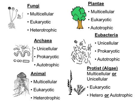 Plantae Multicellular Eukaryotic Autotrophic Fungi Multicellular