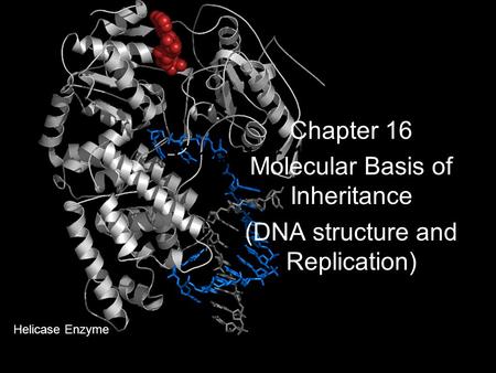 Chapter 16 Molecular Basis of Inheritance (DNA structure and Replication) Helicase Enzyme.