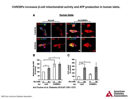 ChREBPα increases β-cell mitochondrial activity and ATP production in human islets. ChREBPα increases β-cell mitochondrial activity and ATP production.