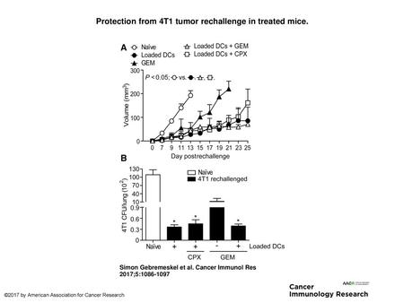 Protection from 4T1 tumor rechallenge in treated mice.