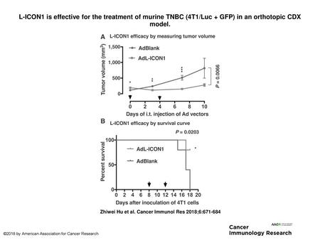 L-ICON1 is effective for the treatment of murine TNBC (4T1/Luc + GFP) in an orthotopic CDX model. L-ICON1 is effective for the treatment of murine TNBC.