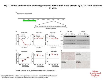 Fig. 1. Potent and selective down-regulation of KRAS mRNA and protein by AZD4785 in vitro and in vivo. Potent and selective down-regulation of KRAS mRNA.