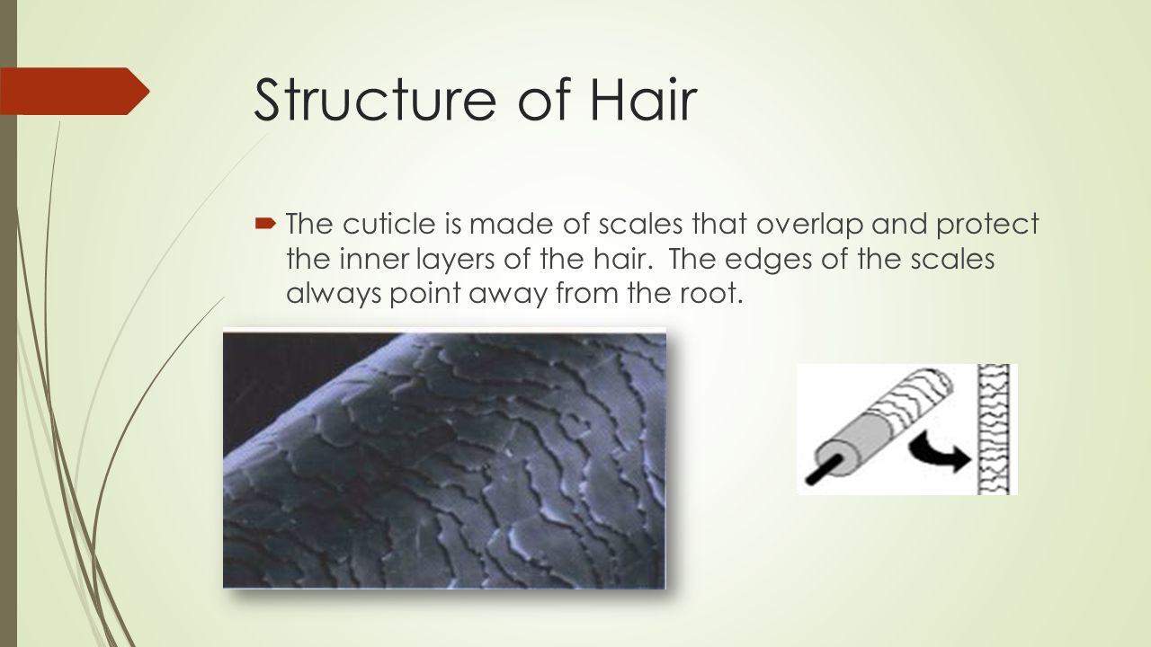 Haircan You Tell The Difference Ppt Download