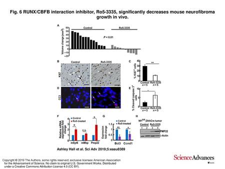 Fig. 6 RUNX/CBFB interaction inhibitor, Ro5-3335, significantly decreases mouse neurofibroma growth in vivo. RUNX/CBFB interaction inhibitor, Ro5-3335,