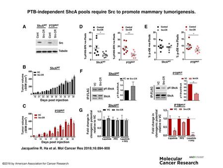 PTB-independent ShcA pools require Src to promote mammary tumorigenesis. PTB-independent ShcA pools require Src to promote mammary tumorigenesis. A, Src.